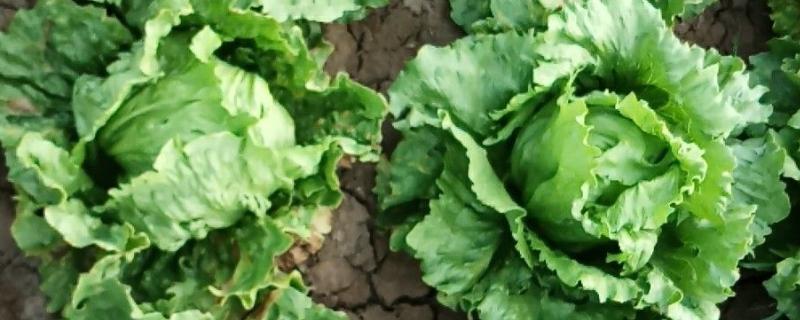 生菜球和生菜的区别是什么,品种和叶片均不同