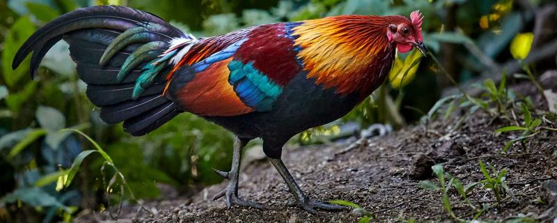 原鸡和家鸡的区别,形态和习性均不同