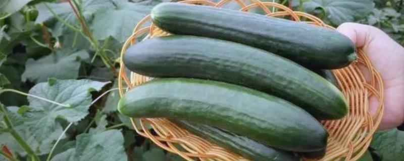 什么瓜跟黄瓜很像，荷兰瓜与黄瓜相似