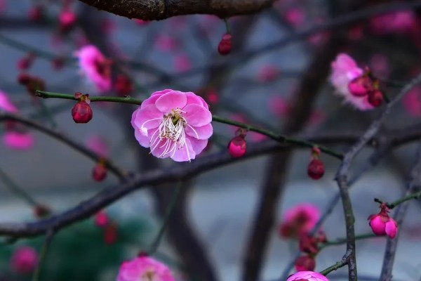 中国的国花，中国目前没有国花