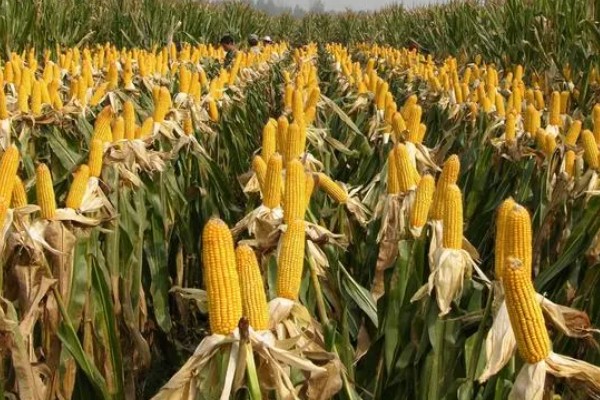 德美111玉米种简介,出苗至成熟126天