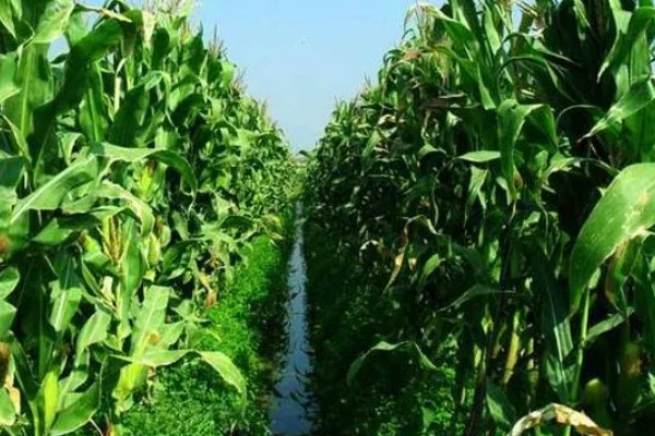 德美111玉米种简介,出苗至成熟126天