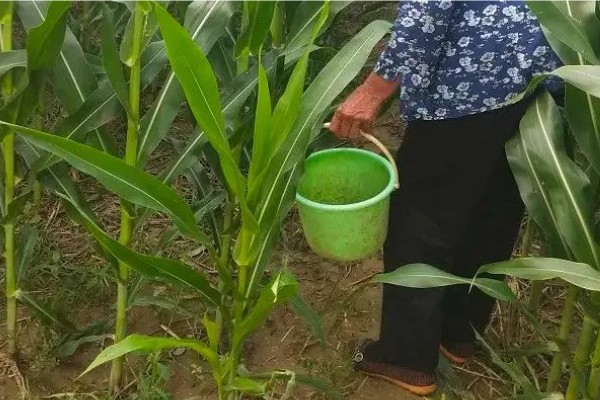 德美111玉米种简介,出苗至成熟126天