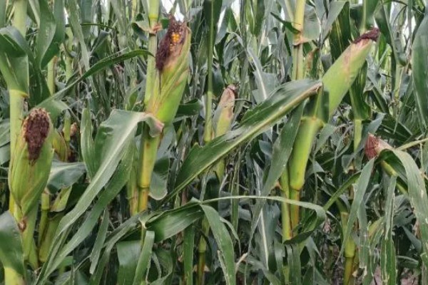 德美111玉米种简介,出苗至成熟126天