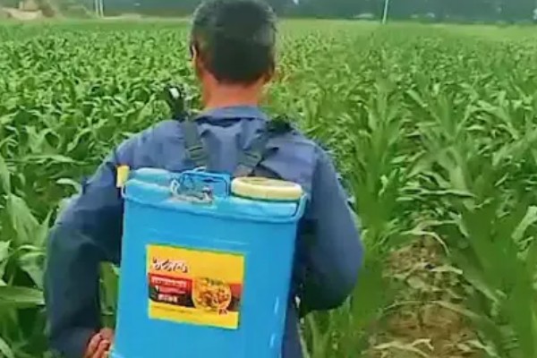 德美111玉米种简介,出苗至成熟126天