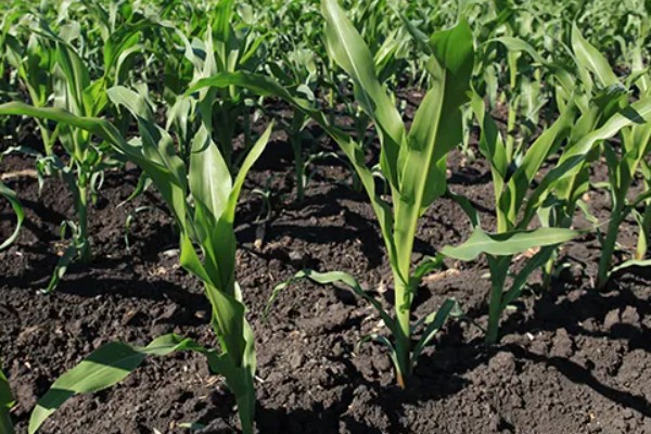 德美111玉米种简介,出苗至成熟126天