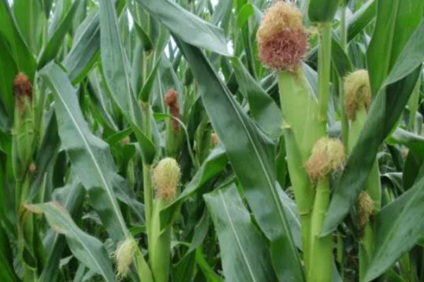 德美111玉米种简介,出苗至成熟126天