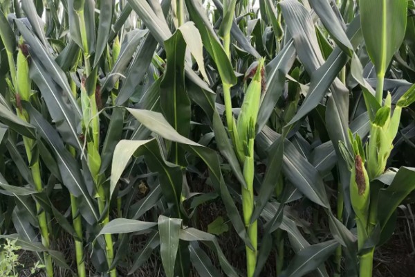 德美111玉米种简介,出苗至成熟126天