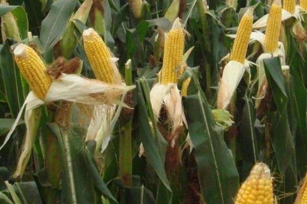 德美111玉米种简介,出苗至成熟126天