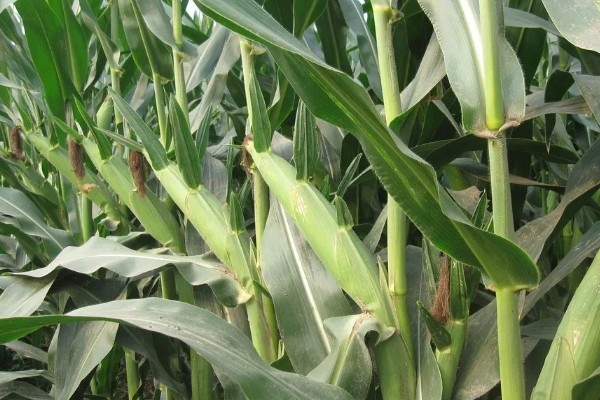 德美111玉米种简介,出苗至成熟126天