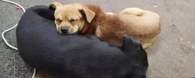 狗突然能挤出奶的原因，可能是怀孕、假孕所致