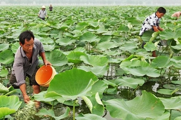 莲藕怎么施加专用肥，通常作为基肥使用