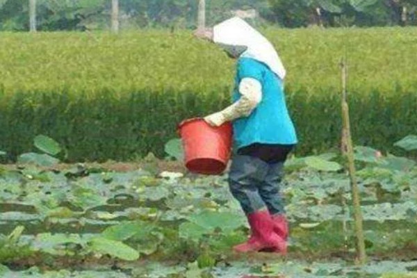 莲藕怎么施加专用肥，通常作为基肥使用