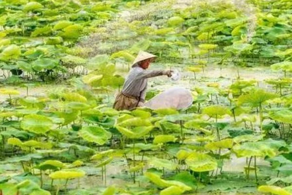 莲藕怎么施加专用肥，通常作为基肥使用