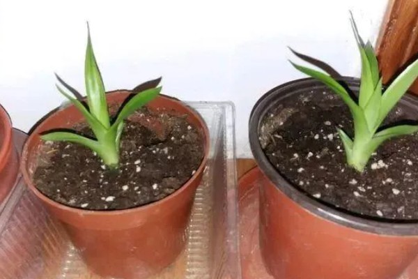鸿运当头长侧芽怎么处理，需要连根切除
