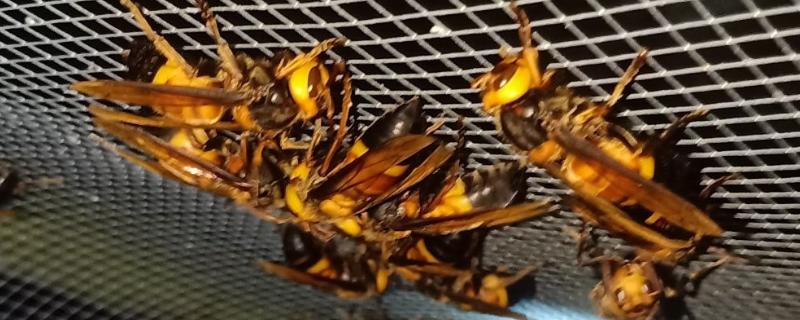 被黑尾虎头蜂蛰了怎样处理,需及时将毒针拔出