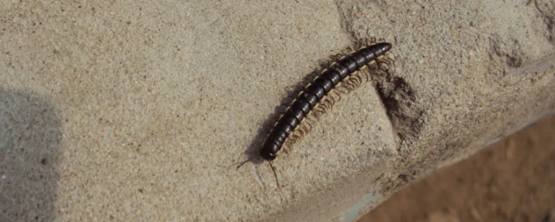 山蛩虫如何根除，在经常出没的地方撒上生石灰