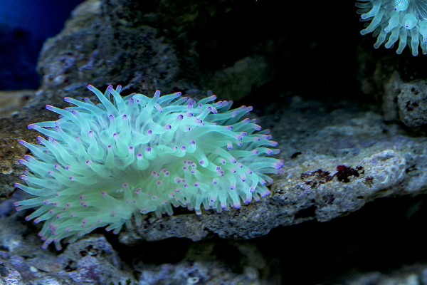 珊瑚虫每小时可以爬多少米，每小时能爬200米