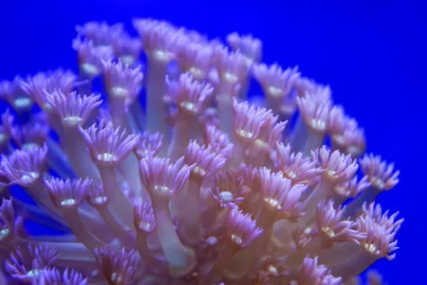 珊瑚虫每小时可以爬多少米，每小时能爬200米