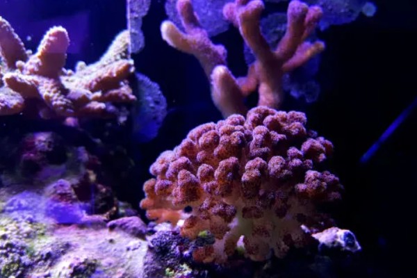 珊瑚虫每小时可以爬多少米，每小时能爬200米