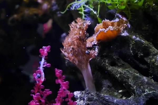 珊瑚虫每小时可以爬多少米，每小时能爬200米