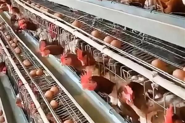 春季蛋鸡的饲养管理要点，要及时进行分群管理