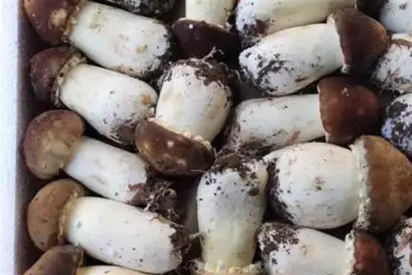 姬松茸亩产多少斤,在600斤左右