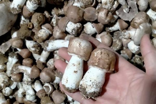 姬松茸亩产多少斤,在600斤左右