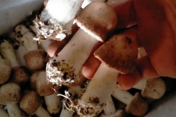 姬松茸亩产多少斤,在600斤左右