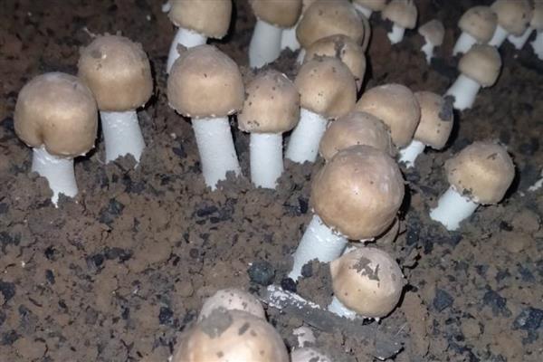 姬松茸亩产多少斤,在600斤左右