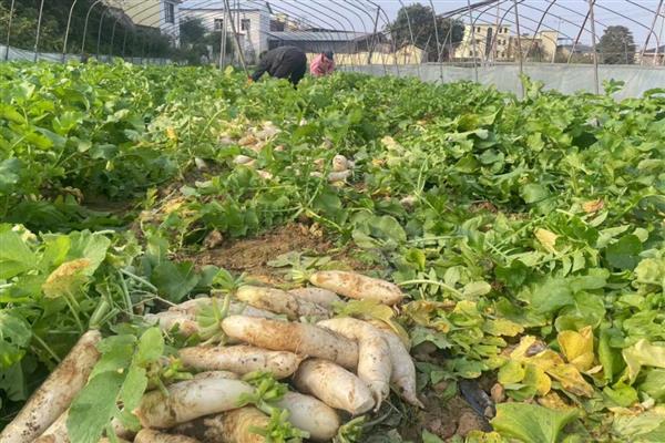 山东萝卜的种植方法，可在春季2月或秋季7月播种