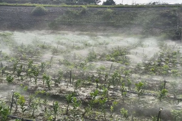 蜜柚园装喷灌系统好吗，蜜柚园装喷灌系统好