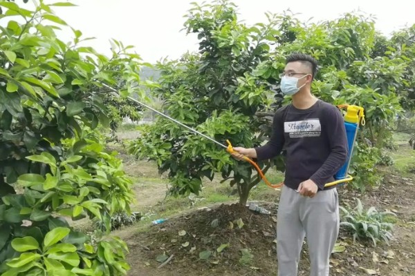 蜜柚园装喷灌系统好吗，蜜柚园装喷灌系统好