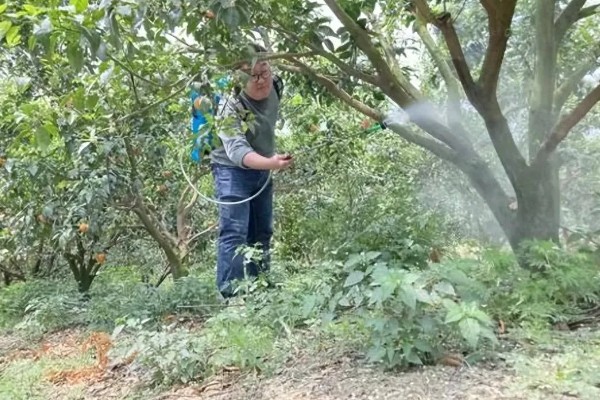 蜜柚园装喷灌系统好吗，蜜柚园装喷灌系统好
