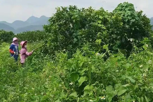 蜜柚园装喷灌系统好吗，蜜柚园装喷灌系统好