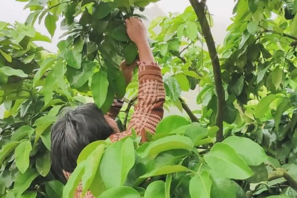 蜜柚园装喷灌系统好吗，蜜柚园装喷灌系统好