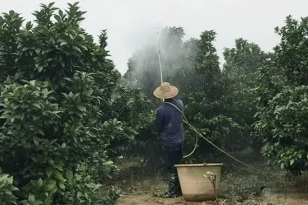 蜜柚园装喷灌系统好吗，蜜柚园装喷灌系统好