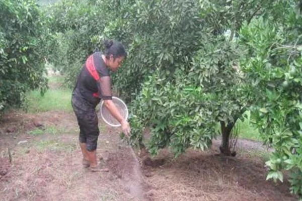 蜜柚园装喷灌系统好吗，蜜柚园装喷灌系统好