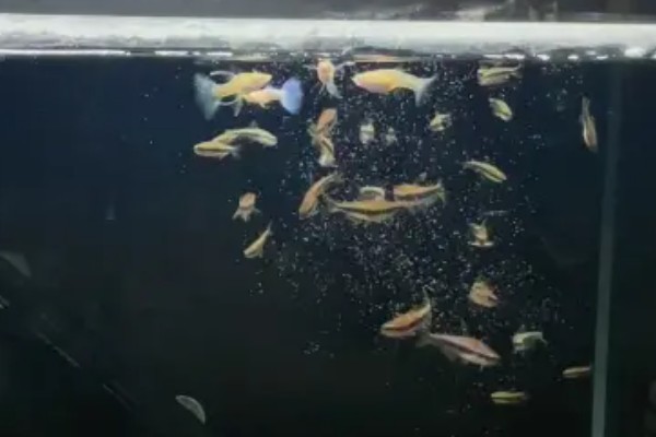 上浮鱼粮怎么才能下沉，唯一的办法就是让其吸水
