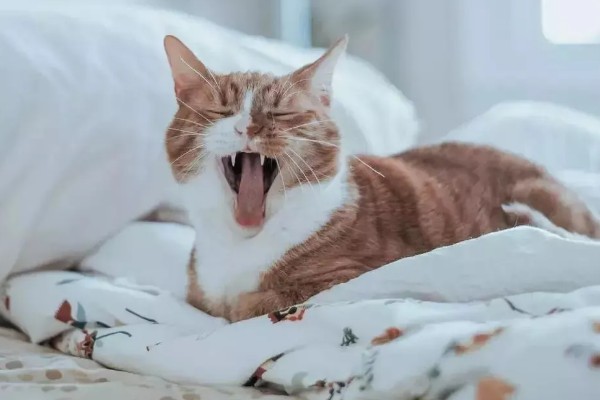 怎样安抚有应激反应的猫咪，根据原因来选择处理方式