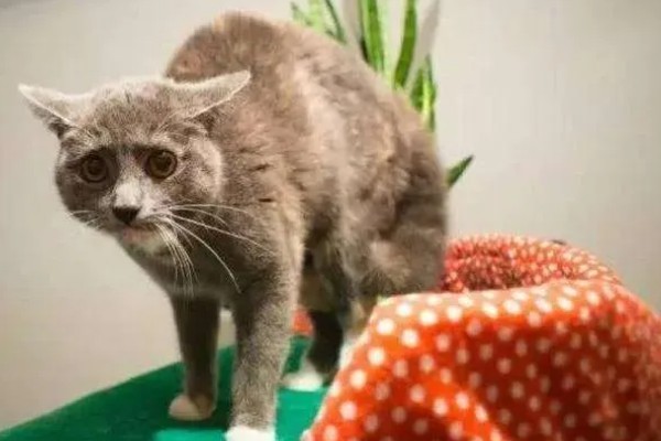 怎样安抚有应激反应的猫咪，根据原因来选择处理方式