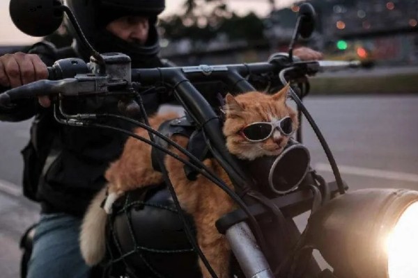 怎样安抚有应激反应的猫咪，根据原因来选择处理方式