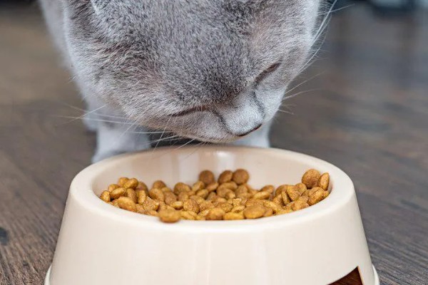 怎样安抚有应激反应的猫咪，根据原因来选择处理方式