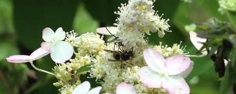 工蜂为什么飞进飞出不带花粉，可能是没有蜂王
