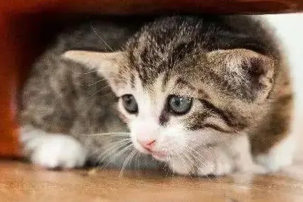 怎样安抚有应激反应的猫咪，根据原因来选择处理方式