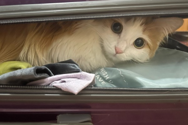 怎样安抚有应激反应的猫咪，根据原因来选择处理方式