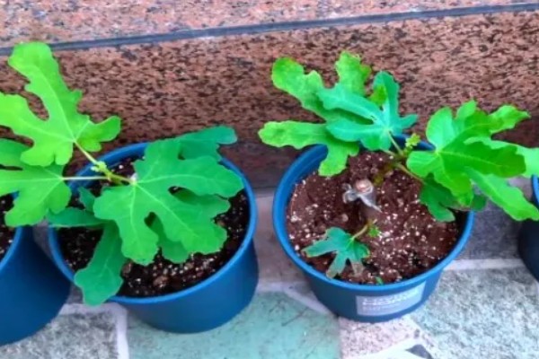 无花果夏季的扦插方法，选择瓦盆或陶盆种植