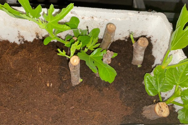 无花果夏季的扦插方法，选择瓦盆或陶盆种植