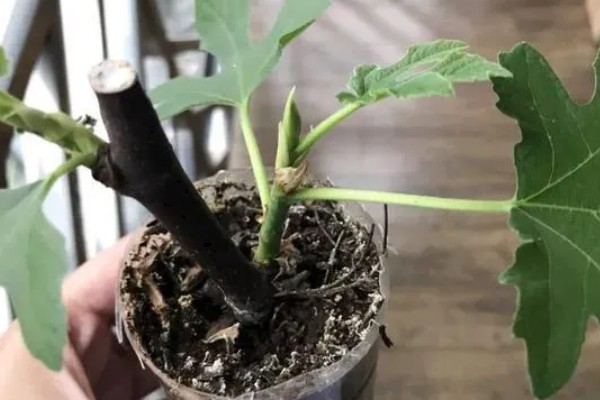 无花果夏季的扦插方法，选择瓦盆或陶盆种植