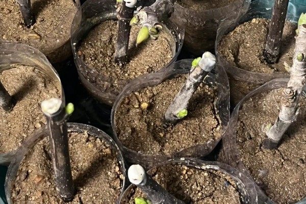 无花果夏季的扦插方法，选择瓦盆或陶盆种植